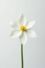 Single pristine white flower, stark contrast against white , bloom, clean image