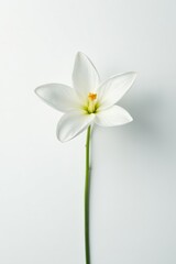Fototapeta premium Single pristine white flower, stark contrast against white , macro, blossom