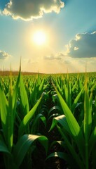 Obraz premium Sun-drenched cornfield, lush green rows stretching to horizon , rows, light