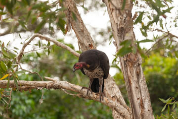 Australbuschhuhn auf dem Baum an der Ostküste Australiens. 