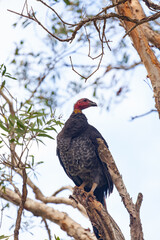 Australbuschhuhn auf dem Baum an der Ostküste Australiens. 
