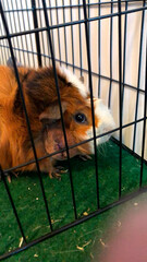 Meerschweinchen rosette tier Nager