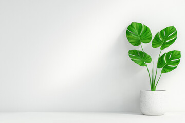 Minimalistic shot of a variegated monstera in a sleek ceramic pot, highlighting its striking split