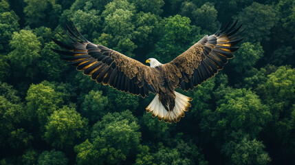 Fototapeta premium A lone eagle soaring high above a vast expanse of virgin forest, symbolizing the untamed spirit of