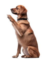 PNG Mammal animal dog pet.