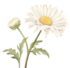 Fototapeta premium PNG Botanical illustration daisy flower plant white.