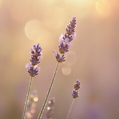 Delicate Lavender Flowers in Soft Light with Blurred Background
