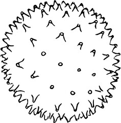 Fruit. Hand drawn vector isolated engraved sketch. Pulasan 