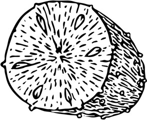 Fruit. Hand drawn vector isolated engraved sketch. Prickly pear 