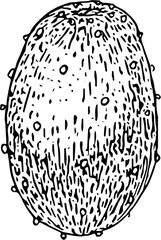Fruit. Hand drawn vector isolated engraved sketch. Prickly pear 