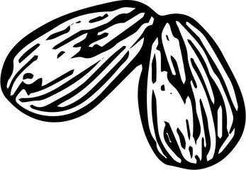 Fruit. Hand drawn vector isolated engraved sketch. Pomegranate 