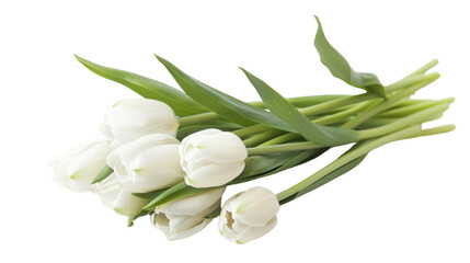 Obraz premium Bouquet of white tulips lying on a transparent background