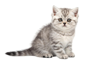 Obraz premium Soft grey kitten sitting gracefully, showcasing a curious expression and fluffy fur, perfect for pet lover designs or greeting cards, cut out