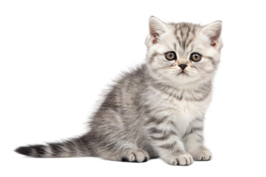 Soft grey kitten sitting gracefully, showcasing a curious expression and fluffy fur, perfect for pet lover designs or greeting cards, cut out