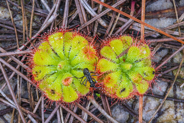 Drosera burmannii very beautiful but eating insects as food.