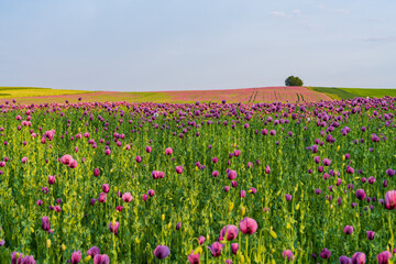 Obraz premium Picturesque panorama field pink poppies. Beautiful landscape on summer meadow. Germany.