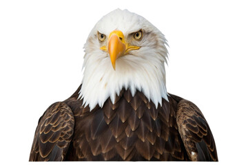 Obraz premium Majestic bald eagle portrait showcasing striking features and fierce expression in natural light for nature enthusiasts and wildlife lovers, cut out