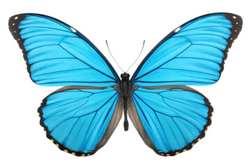 Vibrant blue butterfly resting with outstretched wings in natural display for nature enthusiasts and educators, cut out
