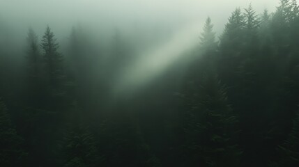 A misty forest with sunlight filtering through the tall trees, peaceful and magical,