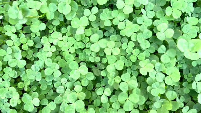 White clover or Trifolium repens green leaves as a natural background.4K