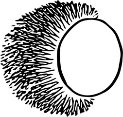 Fruit. Hand drawn vector isolated sketch. Rambutan