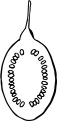 Fruit. Hand drawn vector isolated sketch. Tamarillo 