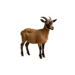 Obraz premium Young Goat Standing Proud in Natural Setting with Green Background