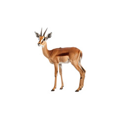 Fototapeta premium Young Antelope Standing Gracefully in Natural Habitat Environment