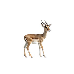 Young Gazelle Standing Gracefully in Natural Environment