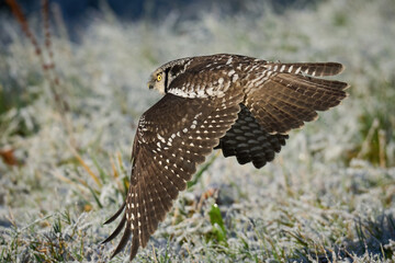 Northern hawk owl (Surnia ulula)