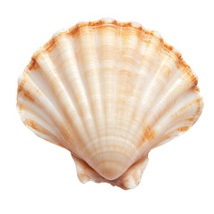 Obraz premium Elegant seashell, smooth curved edges, creamy beige color, perfect for beach decor or natural-themed crafts, blank space available. Isolated on white background or PNG