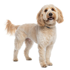 Cockapoo AI Generated Image