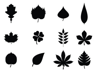 Many Leaf Are different Shape With Black color