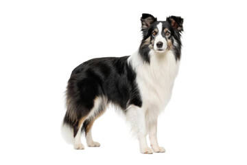 Elegant black and white dog poses confidently against a simple background, showcasing its charming demeanor and fluffy fur, cut out