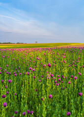 Obraz premium Stunning view field filled with vibrant pink poppies. Scene showcases beautiful summer meadow in Germany, with flowers adding splash color to landscape.