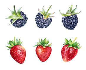 Collection of watercolor hand drawn illustrations of strawberries and blackberries isolated on white background.