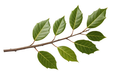Fototapeta premium Fresh bay leaves on a branch ready for culinary use or herbal remedies in cooking and flavoring dishes, cut out