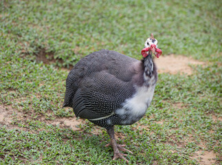 guinea fowl on the grass