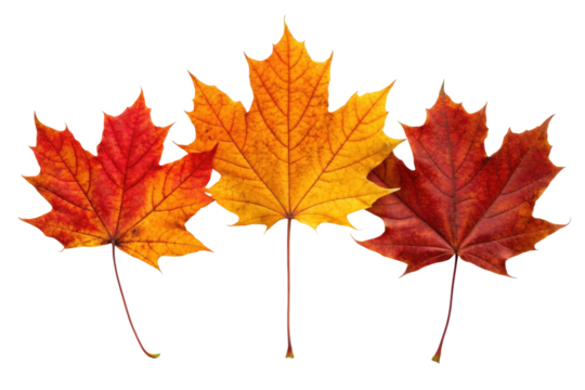 Colorful autumn leaves in shades of red, orange, and yellow arranged neatly for seasonal decoration and nature appreciation, cut out