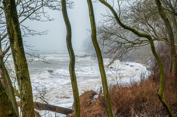 Die Ostseeküste auf Fehmarn während eines Sturms mit umgestürzten Bäumen