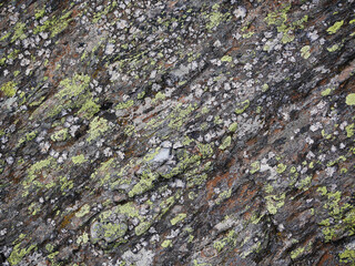 texture of a weathered natural rock surface with lichen and moss