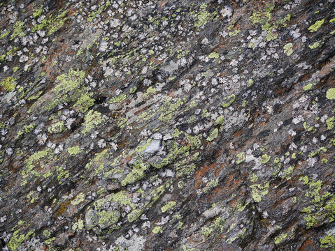 texture of a weathered natural rock surface with lichen and moss - Powered by Adobe