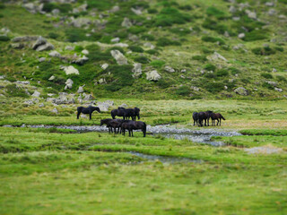 group of wild black horses grazing on a green meadow in an alpine mountain valley