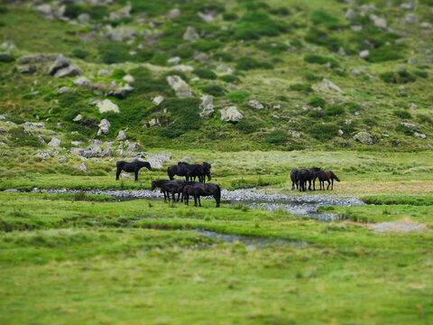 group of wild black horses grazing on a green meadow in an alpine mountain valley