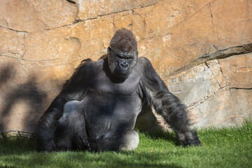 Gorilla