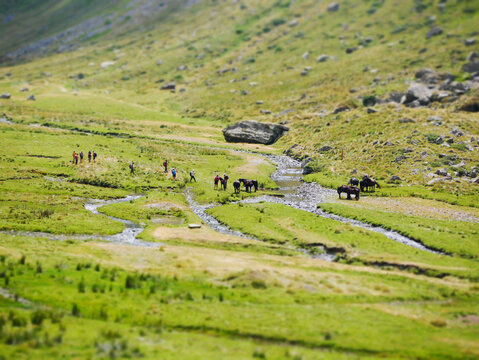 group of wild black horses grazing on a green meadow in an alpine mountain valley