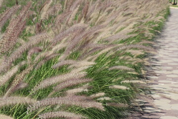 White flowers and green leaves