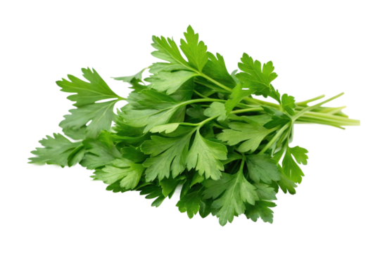Fresh parsley bunch for culinary use in various dishes and garnishes during meal preparation, cut out