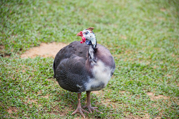 The white helmeted guineafowl is the best known of the guineafowl bird family.
