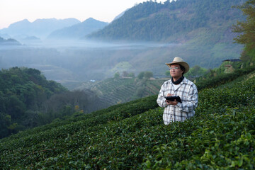 The owner of a world-class tea plantation inspects the quality and growth of tea leaves on his...
